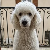 Photo de profil de Virginie C.